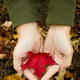 Illustration for article titled Shooting Challenge Fall Leaves Gallery 1